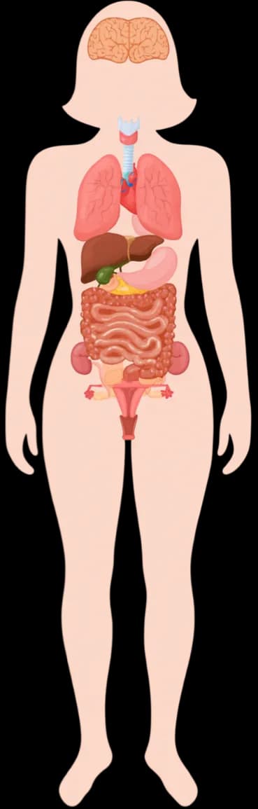 Body System Diagram